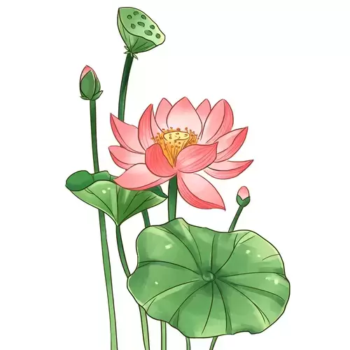 荷花插图