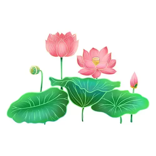 荷花插图