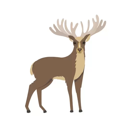 森林动物-麋鹿插图