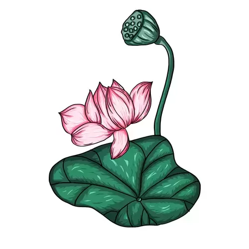 粉色荷花插图