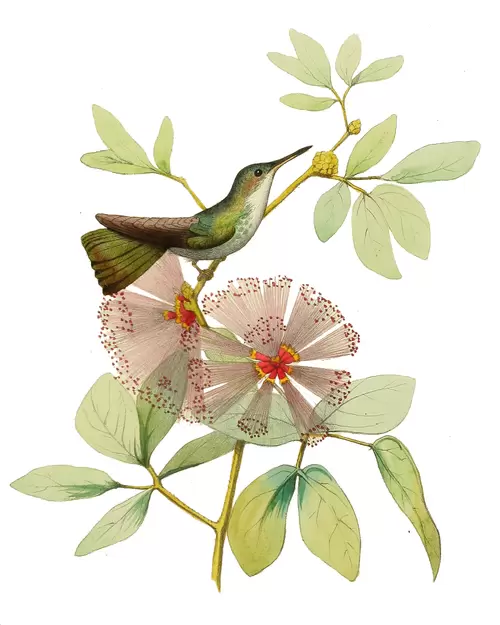 花与鸟插图