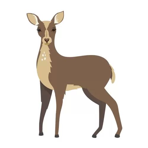 森林动物-梅花鹿插图