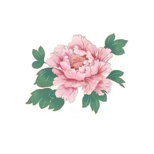 粉红牡丹插图