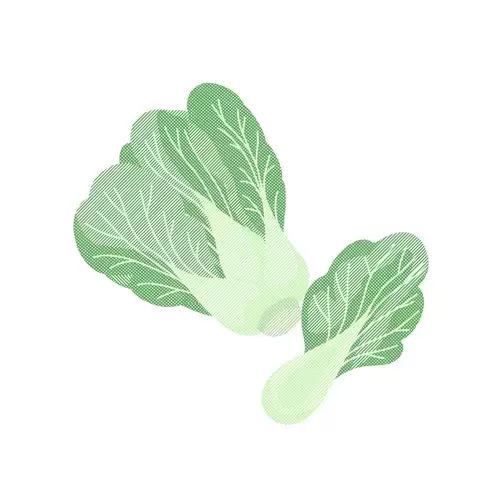蔬菜-大白菜插图