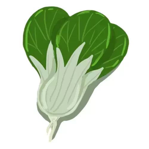 蔬菜-白菜插图