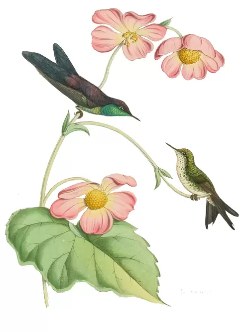 花与鸟插图