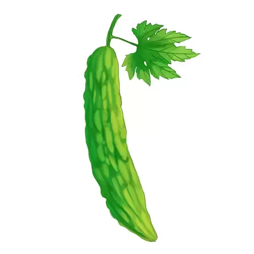 蔬菜-苦瓜插图