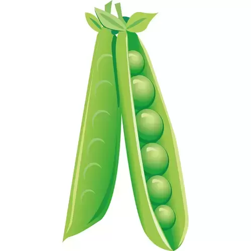 蔬菜-扁豆插图