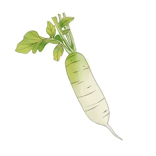 蔬菜-萝卜插图