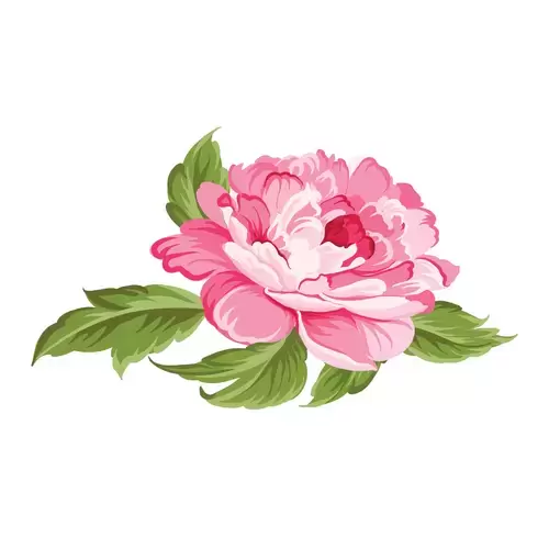 粉红牡丹插图