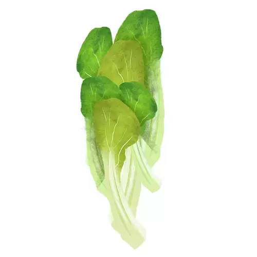 蔬菜-小白菜插图