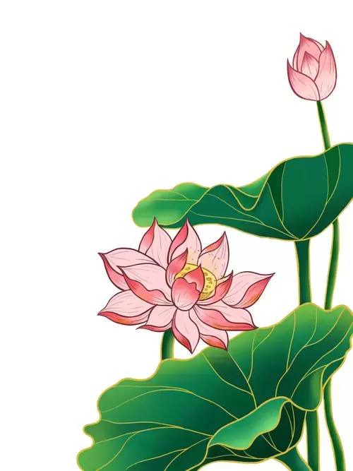 粉色荷花插图