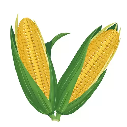 蔬菜-玉米插图