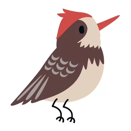 森林动物-小鸟插图