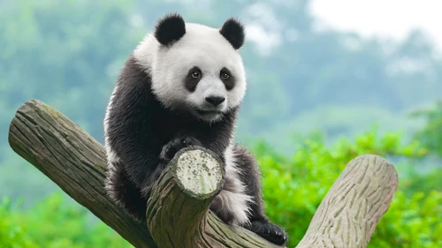 熊猫4K高清壁纸